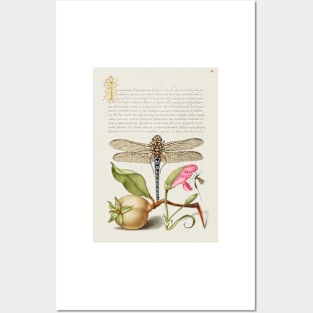 Antique 16th Century Calligraphy with Dragonfly and Flora Posters and Art